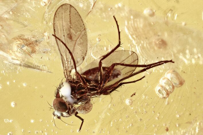 Detailed Fossil Long-Legged Fly (Dolichopodidae) in Baltic Amber #346630